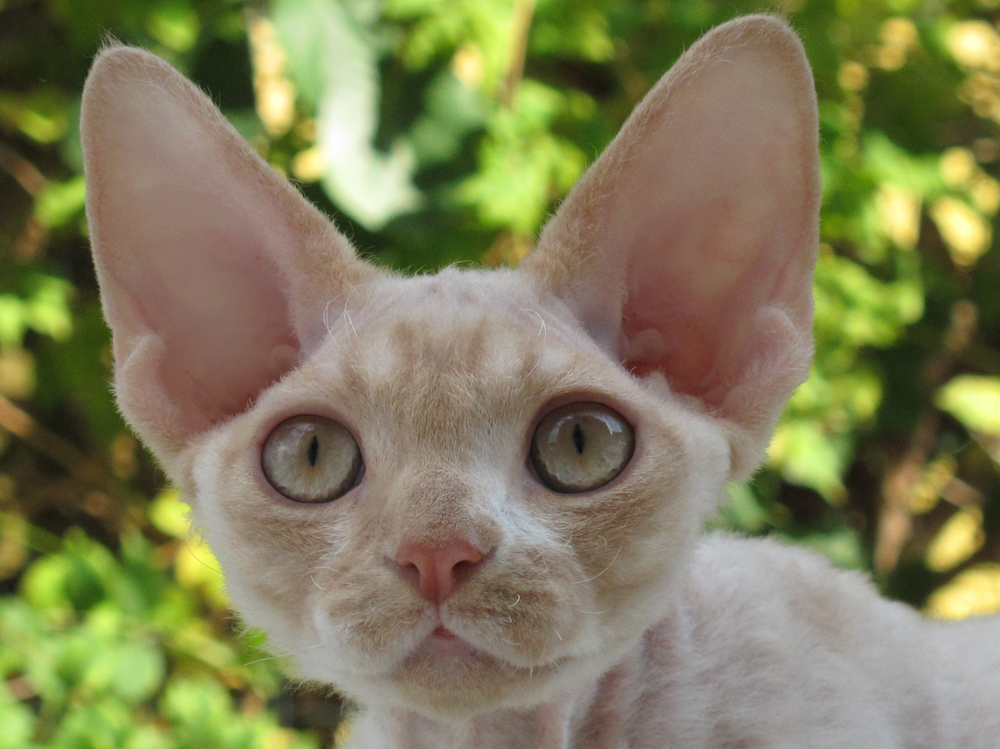  Sand Silk Kipper,Devon Rex Cat. Male. Cream Silver Blotched Tabby with White